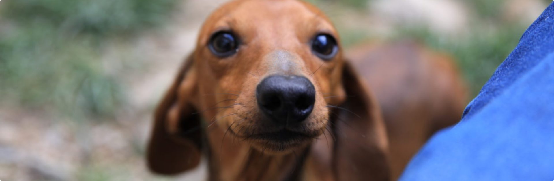Chiot Teckel En Bois Naturel - Jouet Éducatif Robuste Et Charmant Pour Enfants Dès 18 Mois